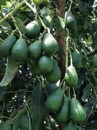 AVOCADO HASS Image