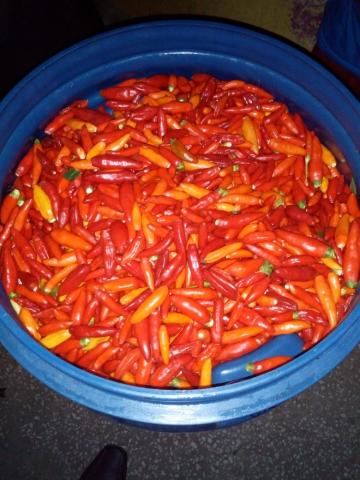AJI TABASCO PROCESSED IN PASTA Image