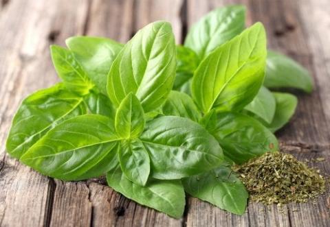 albahaca.jpg
