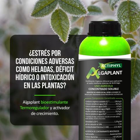 Algaplant Image