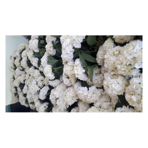 HYDRANGEA WHITE PREMIUM