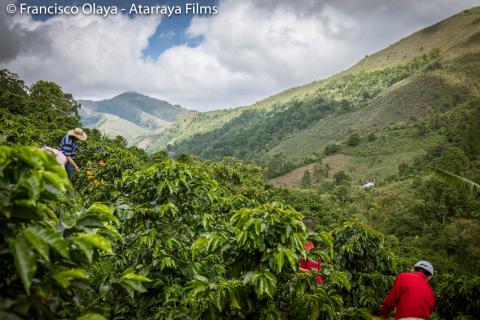 Green or trite coffee Image