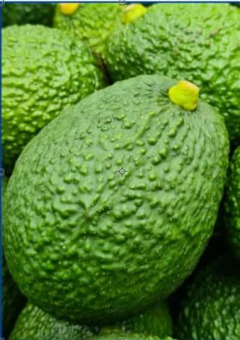 Hass avocado Image