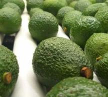 AVOCADO Image