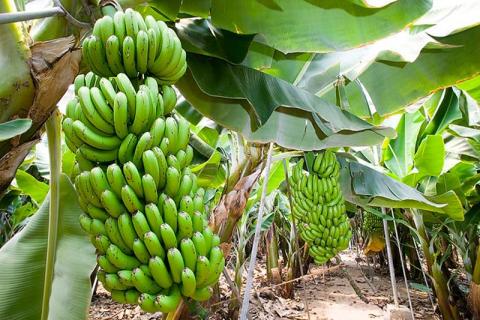 Cavendish Banana Image