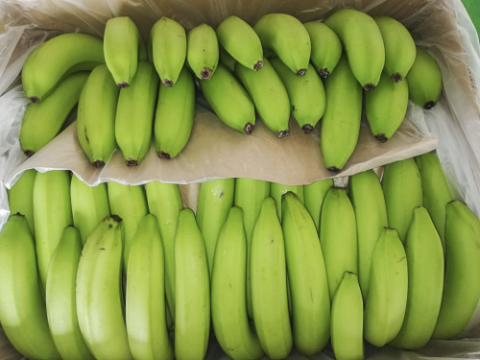 CAVENDISH BANANA Image