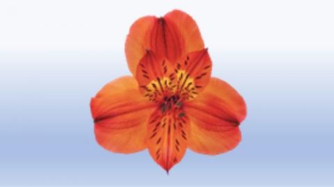 Alstroemeria Image