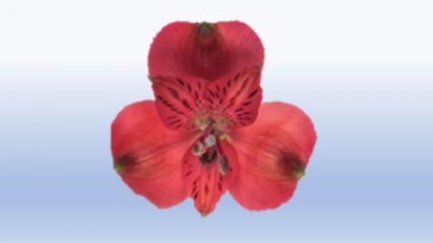 Alstroemeria Image