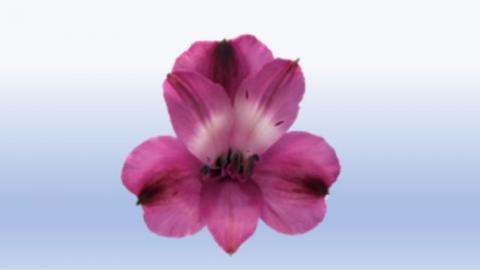 Alstroemeria Image