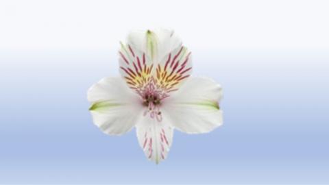 Alstroemeria Image