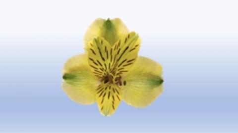 Alstroemeria Image