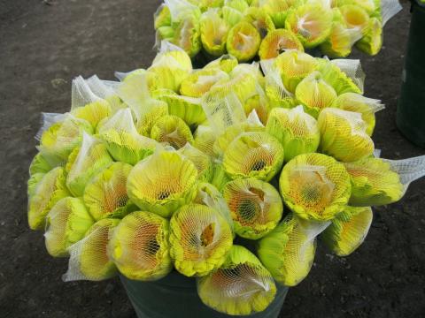 BUD NET FOR FLOWERS ( PLASTIC NET) Image