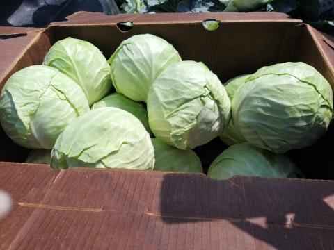 Cabbage Image