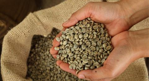 GREEN COFFEE (SACK 70 kg) Image