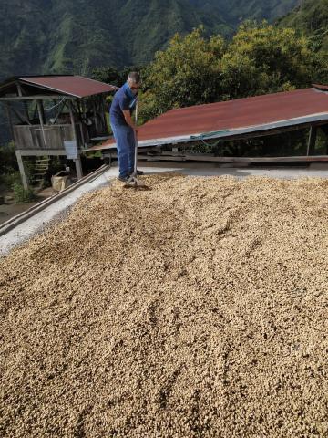 Special green coffee variety Castillo Image