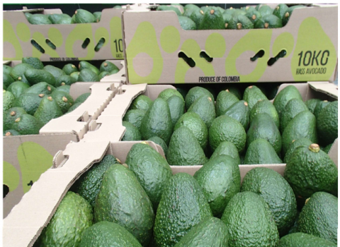 Hass Avocado Image