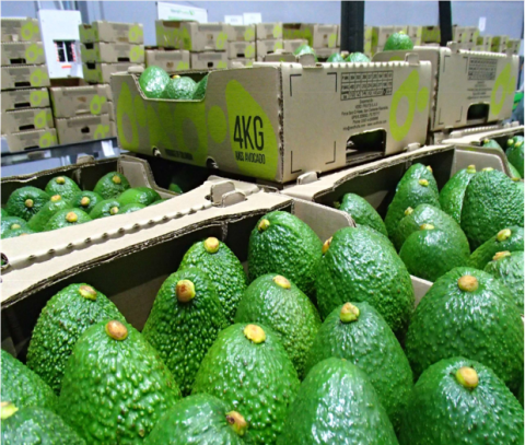 Hass Avocado Image