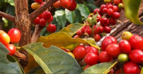 Roasted Coffee Beans Image