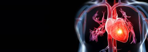 Cardiology Image