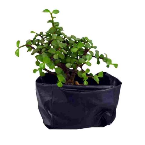 Cassava starch bags Image