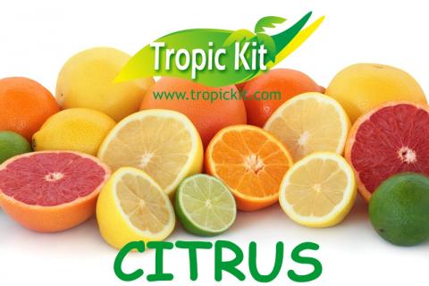 perdian limes- tahiti limes Image