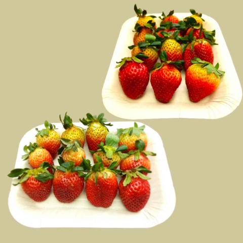 Sugarcane bagasse trays Image