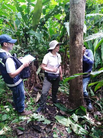 Products: - Round teak wood with bark, dimensioned in cm of circumference diameter (Rough wood) Image