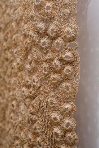 CORAL WALL - 002 Image