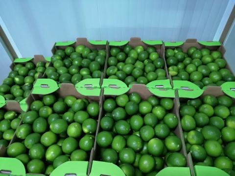 Organic Tahiti Lime Image