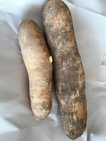 espino-yam-2.jpg