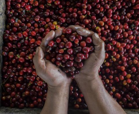 Roasted coffee Image