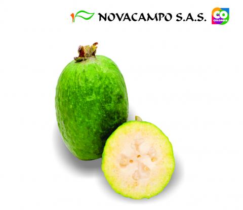 Feijoa Image