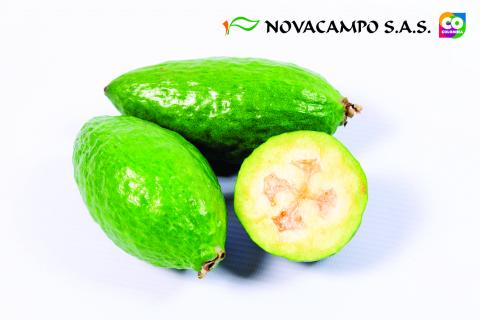 Feijoa Image