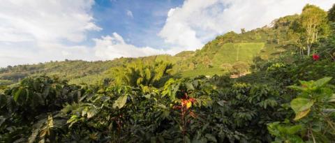 finca.jpg