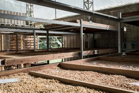Green coffee and roasted beans Image