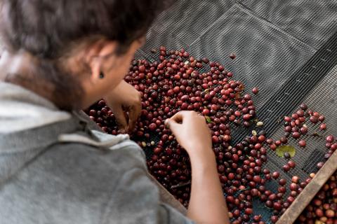 Green coffee and roasted beans Image