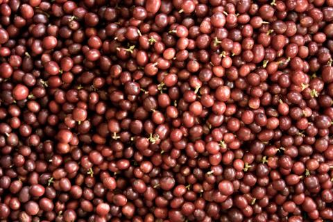 Green coffee and roasted beans Image