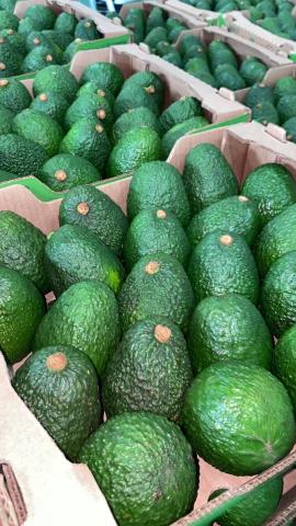foto-aguacate.jpg
