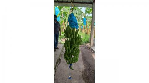 Conventional Fair Trade Banana Image
