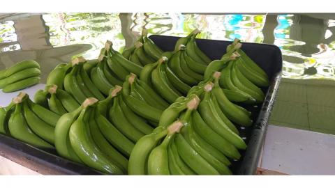 Conventional Fair Trade Banana Image