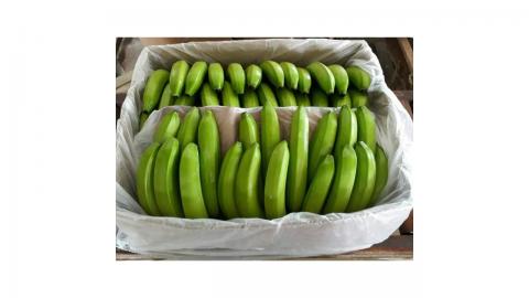 Conventional Fair Trade Banana Image