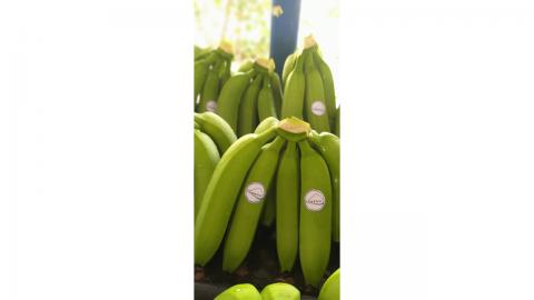 Conventional Fair Trade Banana Image