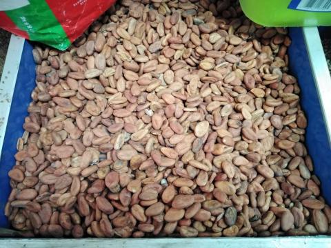 foto-cacao.jpg