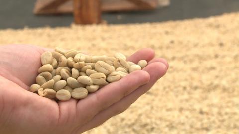 Green Coffee Beans Image