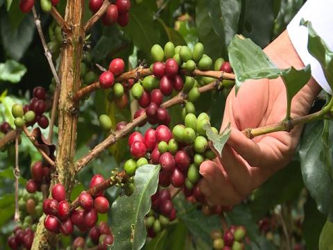 Green Coffee Beans Image
