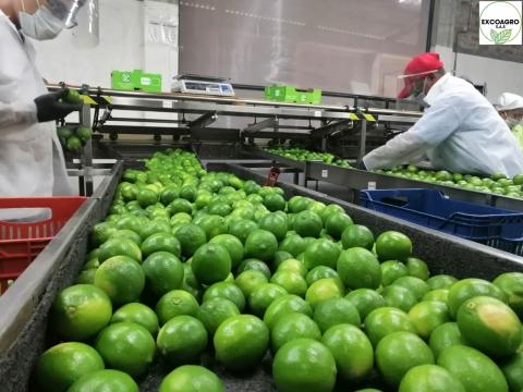 Organic Tahiti Lime Image