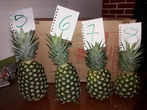 PINEAPPLE GOLD Image