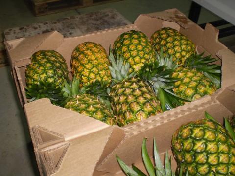 PINEAPPLE GOLD Image