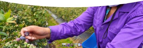 Blueberries