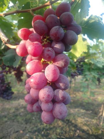 Grapes Image